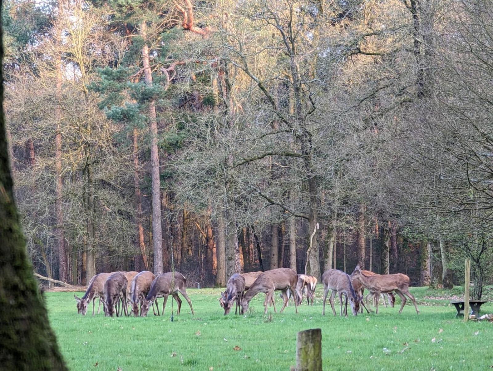 Villa De Hooge Woeste à Emst Extérieur photo